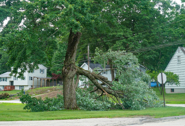 Ara, AL Tree Services Company