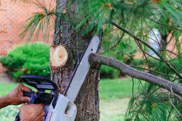 Why Choose Our Tree Removal Services in Ara, AL?